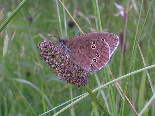 "Adonis blue"