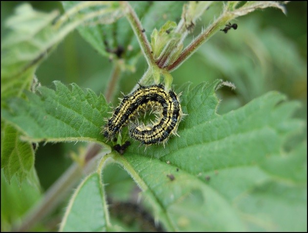 "Adonis blue's caterpillar"